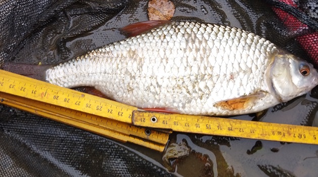 magnifique gardon de solre sur sambre