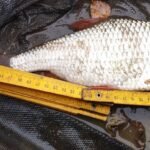 super-gardon-peche-perle super-gardon-peche-perle