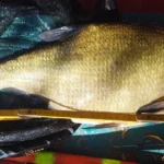 breme-incroyable-peche-perle breme-incroyable-peche-perle