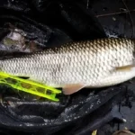 chevesne-record chevesne-record