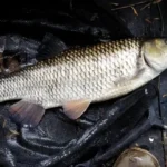 enorme_chevesne enorme_chevesne