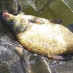 grosse-breme-peche-perle grosse-breme-peche-perle