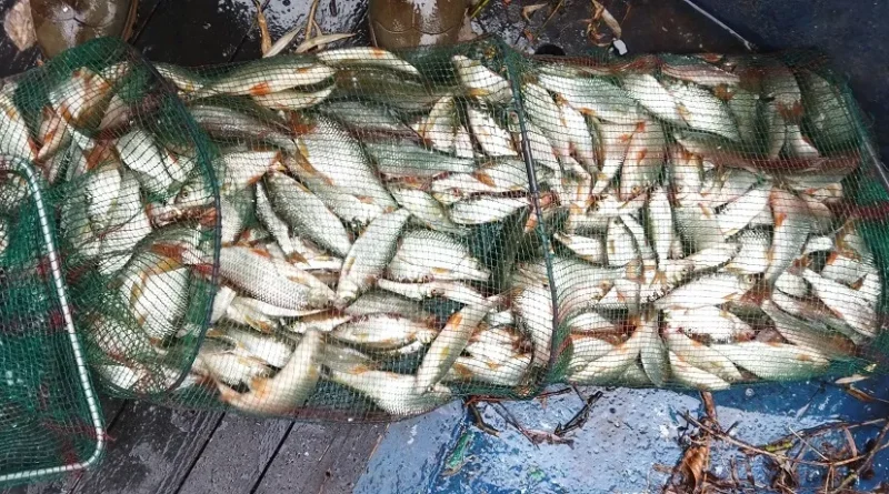 score exeptionnel gardons perle