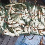 score-incroyable-gardons score-incroyable-gardons