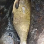 superbe-breme superbe-breme