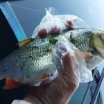 Comment s’adapter au courant en pêche au coup : retour d’expérience sur la Sambre