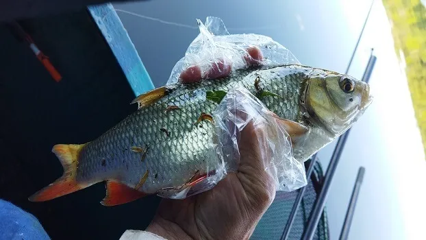 Comment s'adapter au courant en peche au coup