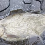 superbe-breme-peche-gardon superbe-breme-peche-gardon