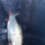 tres-beau-gardon-peche-perle tres-beau-gardon-peche-perle