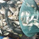 Conditions compliquées pêche gardons : Réussir sur la Sambre malgré la baisse des eaux