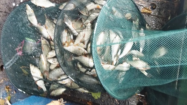 conditions compliquees peche gardons