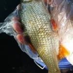 gardon-26-cm-peche-perle gardon-26-cm-peche-perle