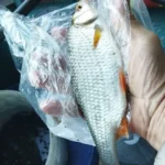 magnifique-gardon-peche-perle magnifique-gardon-peche-perle