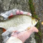 session de pêche réussie 125 gardons