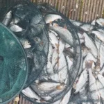 Comment battre son record de pêche au gardon ?