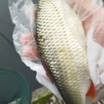 gardon-record-lobbes gardon-record-lobbes