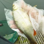 gardon-sambre-lobbes gardon-sambre-lobbes