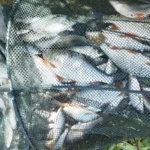 bourriche-printemps-peche-gardon-perle