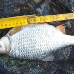 Pêche du gardon au printemps : une reprise réussie à Landelies avec 95 poissons