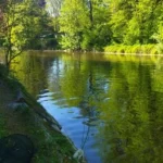 peche-gardon-perle-landelies